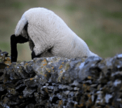 Gruene Erde, Social Media