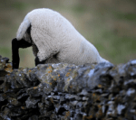 Gruene Erde, Social Media